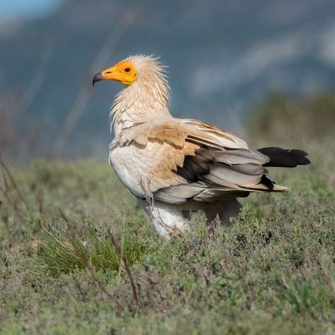 Egyptian Vulture, Raptors Bird, Wildlife Biologist, Ethereal Aesthetic, Tropical Animals, Birds Of Prey, Wild Birds, Animal Photo, Creature Art