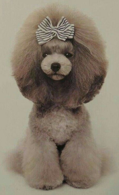 Poodle Asian Fusion, Poodle Groom, Toy Poodle Red, Puppy Haircut, Puppy Life, Poodle Hair, Poodle Haircut, Poodle Cuts, Toy Poodles