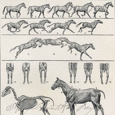 Anatomy Muscles, Animal Movement, Horse Sketch, Horse Anatomy, Animal Study, Different Poses, Horse Drawing, Horse Drawings, Animation Reference