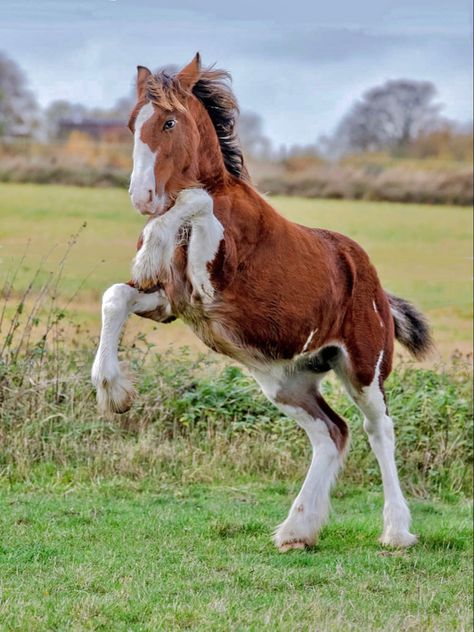 Clydesdale Foal, Horse Poses Reference Photo, Foal Reference, Horse Laying Down Reference, Leading Horse Reference, Arabian Horse Reference, All Horse Breeds, Kathiyawadi Horse, Animal Action