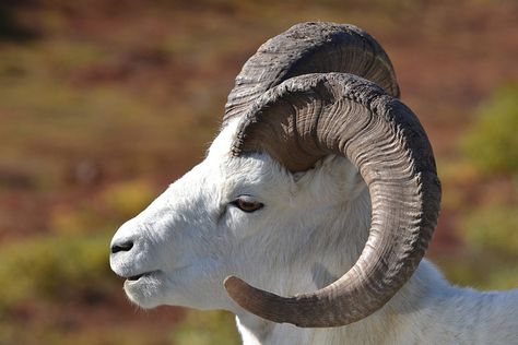 Sheep Reference, Big Horned Sheep, Wild Sheep, Dall Sheep, North To Alaska, Fun Trips, Big Horn Sheep, Bighorn Sheep, Anchorage Alaska