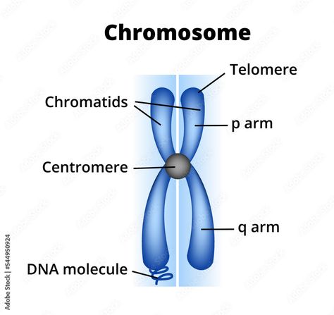 Vector scientific medical illustration of the structure of chromosomes. Chromosome composition, description, and structure. Centromere, telomere, chromatids, p short and q long arm, and DNA molecule. Stock Vector | Adobe Stock Chromosome Model, Chromosomes Notes, Chromosome Structure, Dna Genetics, Animal Cells, Smart Chic, Cell Model, Dna Molecule, Xmas 2022