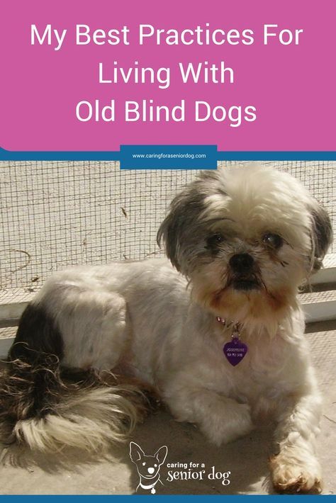 Senior Dogs Care, Dog Clicker Training, Dog Advice, Blind Dog, Senior Dogs, Pet Businesses, Dog Tips, Dog Projects, Dog Safety