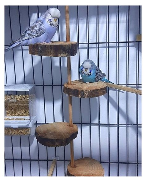 Parakeet Toys Homemade, Bird Beds For Cage, Homemade Budgie Toys, Diy Bird Cage Cover, Diy Parakeet Toys Homemade, Parakeets Cage Ideas, Natural Bird Cage, Budgies Bird Cage, Budgie Bird Cage Ideas