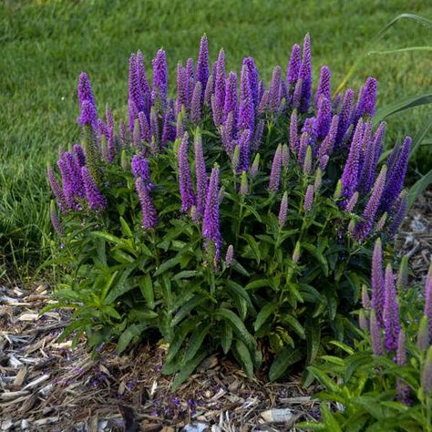 Veronica Purple Illusion, Veronica Plant, Purple Illusion, Purple Perennials, Perennials Flowers, Long Blooming Perennials, Landscaping Trees, Landscape Plants, Purple Plants