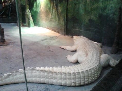 houston zoo-Albino aligator Albino Alligator, Baby Crocodile, Houston Zoo, Albino Animals, Cute Reptiles, Wildlife Park, Rare Animals, Wildlife Sanctuary, Crocodiles