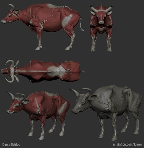 Bull Anatomy, Cow Anatomy, Fox Anatomy, Wolf Poses, Cat Anatomy, Digital Sculpture, Animal Anatomy, Animal Study, Anatomy Study