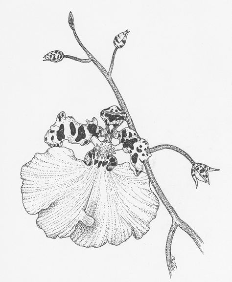 Dancing Lady Orchid, Orchid Drawing, Tatoo Styles, Scientific Drawing, Best Tattoo Ever, Orchid Tattoo, Traditional Style Tattoo, New Tattoo Designs, Plant Tattoo