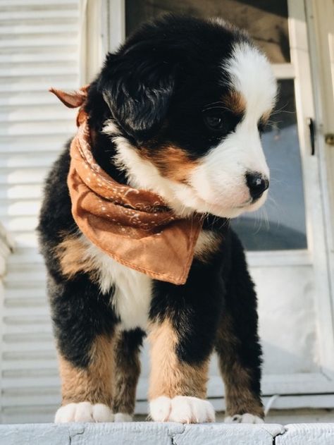 Really Cute Dogs, Mountain Dog, Bernese Mountain, Cute Dogs And Puppies, Bernese Mountain Dog, Cute Animal Photos, Cute Animal Pictures, Cute Creatures