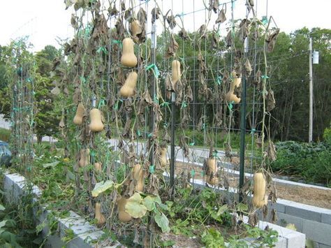 Butternut squash on trellis. I pulled mine off way too early, apparently. Note the cattle fencing trellis and the T-poles. I wonder if my fellow community gardeners would object to this.... Growing Butternut Squash, Squash Trellis, Squash Plant, Homestead Gardens, Garden Vines, Winter Plants, Veg Garden, Square Foot Gardening, Garden Stuff