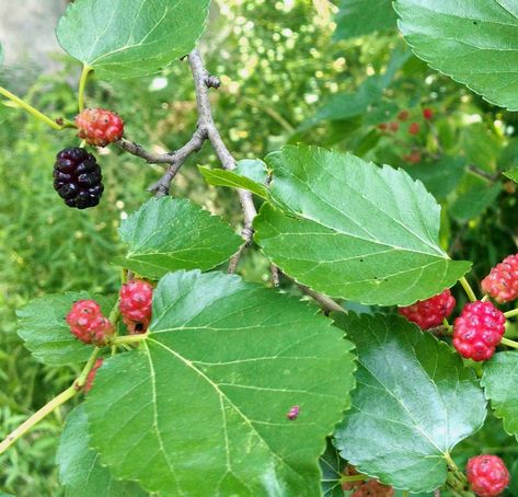 mulberry-with-leaves Mulberry Leaf Tea Benefits, Mulberry Leaves Benefits, Mulberry Benefits, Mulberry Leaves, White Mulberry Tree, Urban Foraging, Mulberry Fruit, Saskatoon Berry, Mulberry Leaf