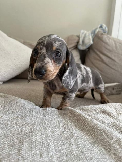 Blue Dapple Dachshund, Blue Dachshund, Dapple Dachshund, Miniature Dachshund, Dachshund, The Family, Log In, Log, Dogs