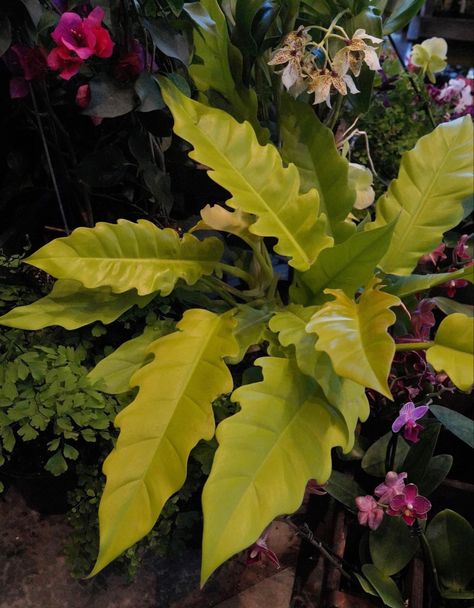 Philodendron 'Golden Crocodile' is my new lust. By Karl Gercens at Terrain, vF 5-19-23 Philodendron Golden Crocodile, Golden Crocodile, Plants