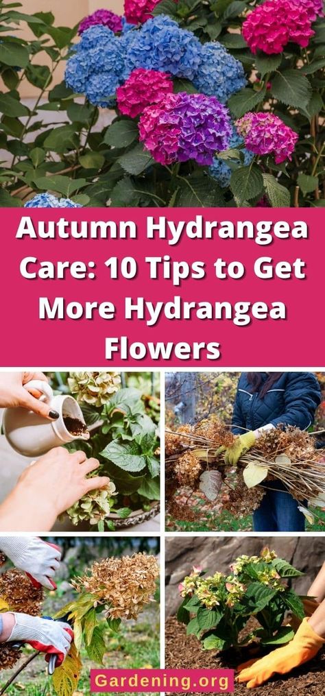 When To Prune Hydrangeas, Fall Hydrangea, Hydrangea Care, Growing Hydrangeas, Hydrangea Garden, Beautiful Yards, Garden Bulbs, Garden Trees, Autumn Garden