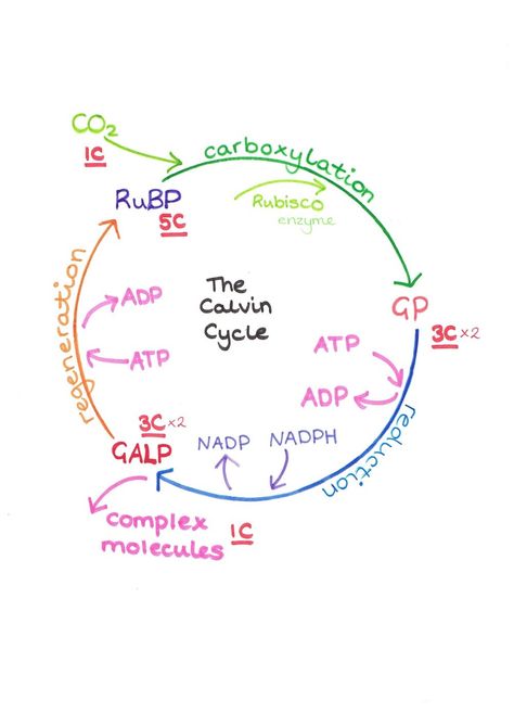 Simple diagram of the Calvin Cycle (the light independent reaction of photosynthesis) Calvin Cycle Diagram, Calvin Cycle Notes, Photosynthesis Diagram, Calvin Cycle, Biochemistry Notes, Light Reaction, Biology Revision, Study Biology, Biology Classroom