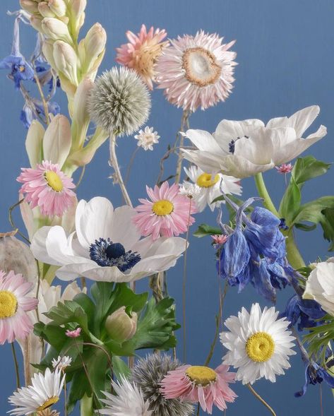 Katrin Engler (@katrin_im_garten) • Instagram photos and videos Katrin Engler, Flower Magic, Wild Flower Meadow, Flower Meadow, Painting Inspo, Floral Photography, Botanical Beauty, Pastel Wedding, January 21