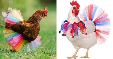 Chicken Tutu Diy, Chicken Tutu, Chicken Harness, Buff Orpington, Coop Ideas, Diy Tutu, Chicken Coops, Chicken Lovers, Look Beautiful