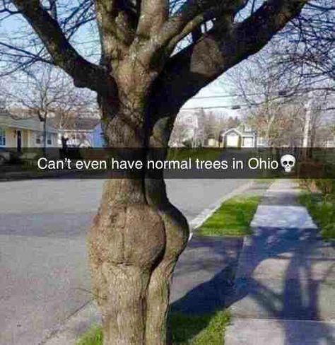 Ohio Memes, Yoga Inspiration Photos, Weird Trees, Poses Yoga, Yoga Burn, Body Challenge, Funny Pix, Crazy Funny Pictures, Unique Trees