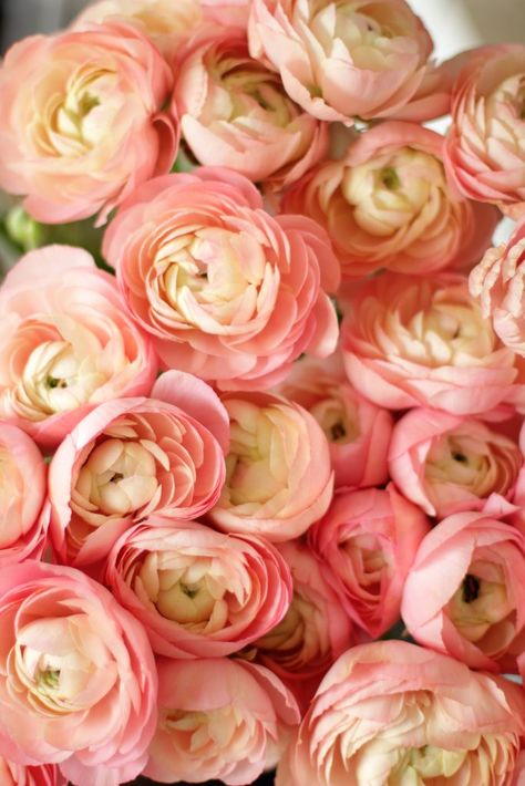 Ranunculus Arrangement, Ranunculus Flowers, Cut Flower Garden, Anemone Flower, Wholesale Flowers, Flower Farm, Bouquet Wedding, Ranunculus, Beautiful Blooms