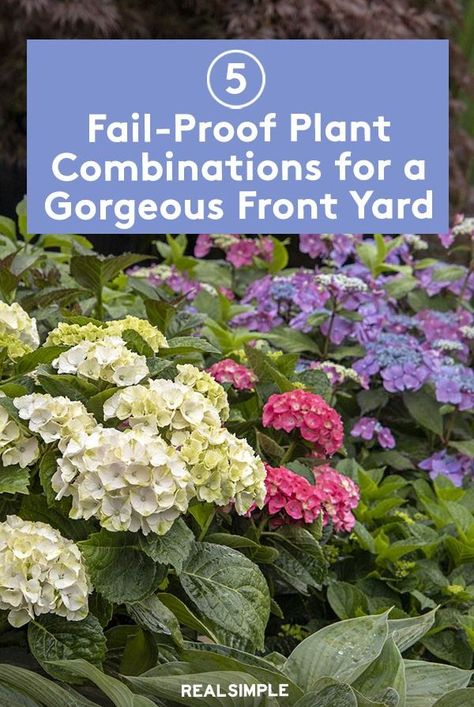 Need help deciding which outdoor plants will look best together? Here are five outdoor plant formulas that always looks amazing and will play well together, according to the plant pros. #gardening#gardenideas#realsimple#flowergarden#growingflowers Yellow Shrubs, Purple Salvia, Emerald Green Arborvitae, Ground Cover Roses, Hydrangea Not Blooming, Shrub Roses, Outdoor Plant, Pink Hydrangea, Garden Recipes