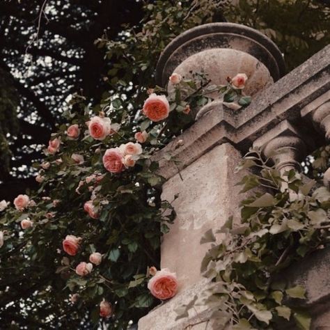 Romeo And Juliet Characters, Romeo + Juliet Aesthetic, Romeo Montague, Juliet Capulet, Juliet Rose, Juliet Balcony, Rosé Aesthetic, Best Beauty Tips, Ball Lights