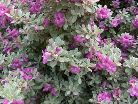 Texas sage (Leucophyllum frutescens) Leucophyllum Frutescens, Texas Sage, Texas Native Plants, Silver Plant, Patio Trees, Light Purple Flowers, Nursery Modern, Landscape Elements, Garden Shrubs