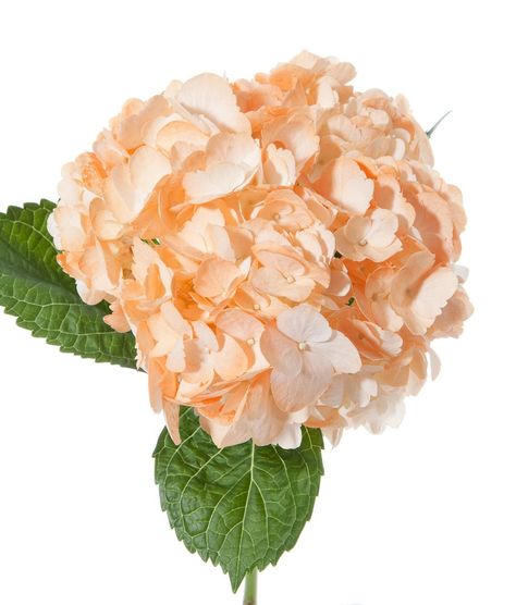 pretty Types Of Hydrangeas, God Artwork, Hydrangea Bouquet, Hydrangea Flowers, Coral Peach, Hydrangea Flower, Orange Cream, Fresh Cut, Types Of Flowers