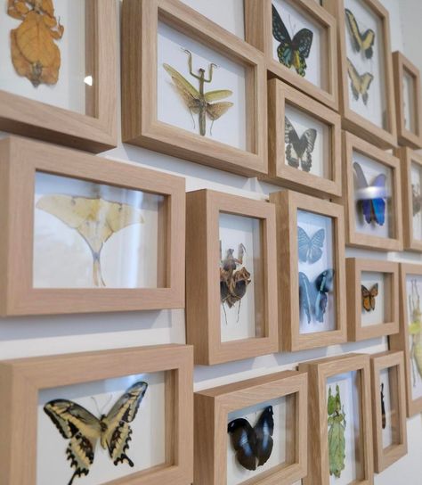 Framed Butterfly Taxidermy, Bug Living Room Ideas, Framed Insects Display, Bug Collection Display, Butterfly Taxidermy Decor, Bugs Taxidermy, Taxidermy Bugs, Bug Display, Taxidermy Insects