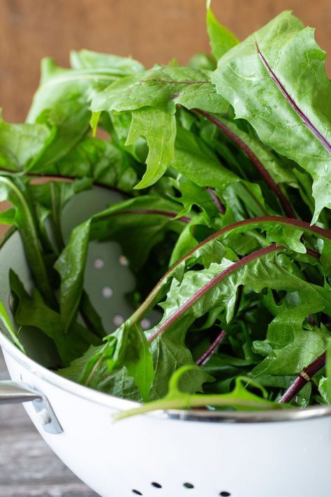 Fresh Dandelion Greens Salad with Dandelion Dressing 3 Bitter Foods, Chicken Broth Soup, Dandelion Benefits, Dandelion Greens, Greens Salad, Types Of Sandwiches, Pilaf Recipes, Citrus Vinaigrette, Dandelion Tea