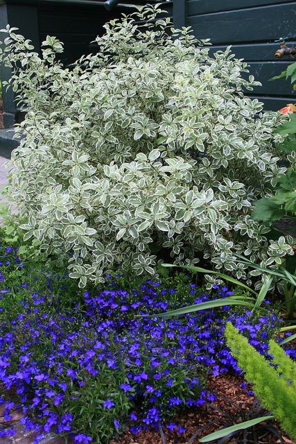 (PtMC) Pittosporum tenuifolium 'Marjorie Channon'. 8' tall and wide Pittosporum Silver Sheen, Garden Shrubs Evergreen, Pittosporum Tenuifolium, California Landscaping, Purple Flowers Garden, Backyard Garden Layout, Front Gate, California Garden, Garden Shrubs