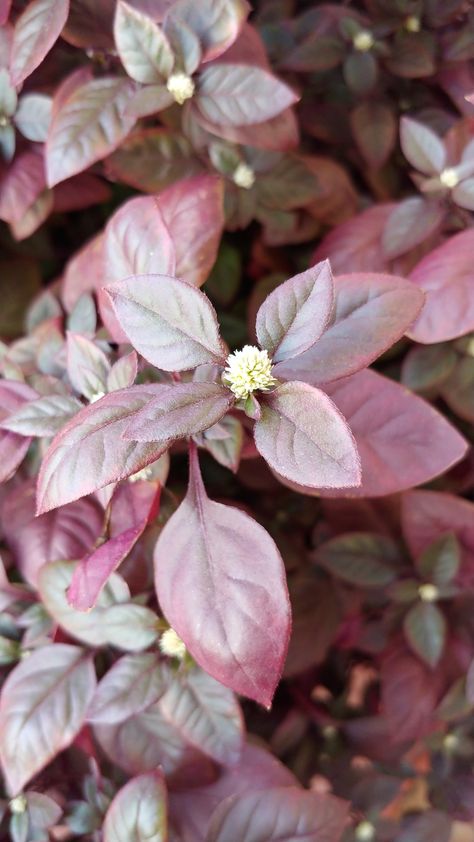 Alternanthera Dentata Little Ruby Ornamental Shrubs, Dusty Miller, Petunias, Potted Plants, House Plants, Outdoor Gardens, Terrace, Outdoor Living, Ruby