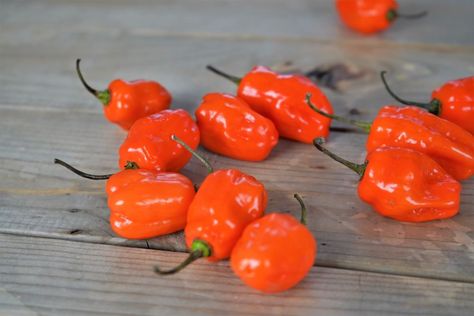 What To Do With Habanero Peppers - Pepper Geek What To Do With Fresh Habanero Peppers, Recipes For Habanero Peppers, Pickling Habanero Peppers, Preserve Habanero Peppers, Drying Habanero Peppers, Habanero Peppers Recipes, Smoked Habanero Peppers, Things To Do With Habanero Peppers, How To Use Habanero Peppers