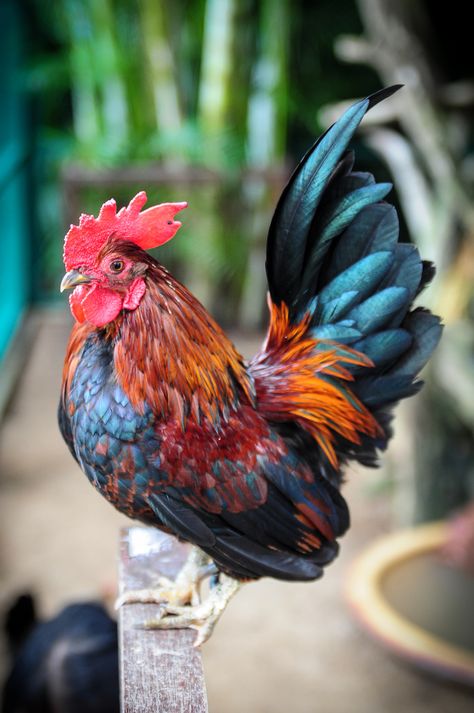 Serama Tiny Chickens | Ayam Serama | A type of rooster which is mainly kept as pets ... Serama Chicken, Aesthetic Chicken, Chicken Aesthetic, Rooster Breeds, Chicken Wallpaper, Drawing Bird, Chicken Drawing, Tattoo Bird, Chicken Pictures