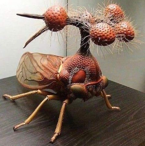 Let's Explore The World | Brazilian Treehopper ( Bocydium ) | Facebook Rainforest Insects, Creepy Crawlies, Beautiful Flowers Garden, Fantasy Inspiration, Big Cats, Headdress, Reptiles, Nature Art, Bugs