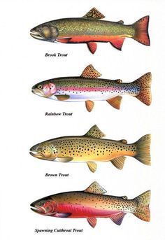 Trout Chart Prints B Trout Chart Prints Brook Trout Cutthroat Trout by FishArtCreations #troutfishing #FishingTips Tattoo Fishing, Fishing Silhouette, Fishing Tattoo, Fish Chart, Trout Art, Cutthroat Trout, Fly Fishing Art, Trout Fish, Trout Fishing Tips