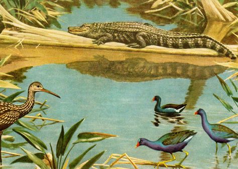 Vintage Florida Everglades 1940s Magazine, Florida Everglades, Everglades Florida, Wildlife Artists, Old Florida, Vintage Florida, Plate Art, Themed Decor, Fish Print