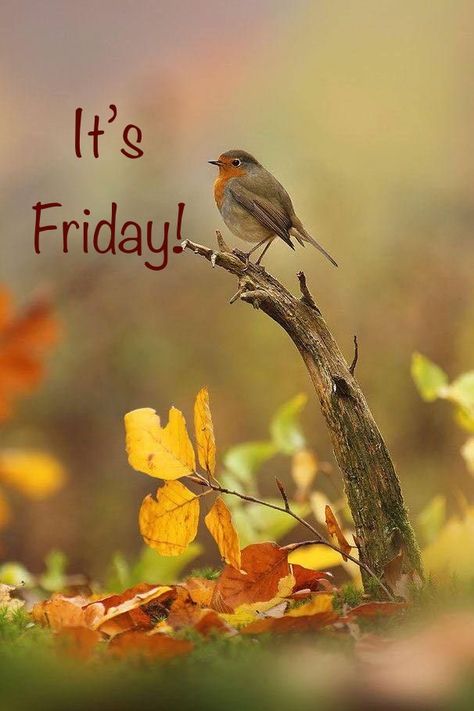 Fall Friday, Beautiful Morning Pictures, Friday Greetings, Morning Friday, Facebook Engagement Posts, Good Morning Friday, Engagement Posts, Monday Memes, Friday Quotes