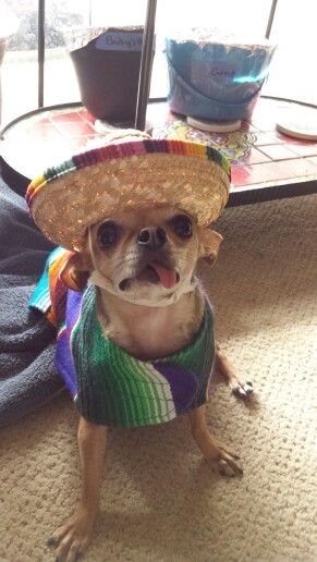 Eyy chihuahua!! -Ellanor in her sombrero and poncho Silly Dogs, Hound Dog, Goldfish, Dalmatian, Best Dogs, Chihuahua, Kitty, Puppies, Dogs