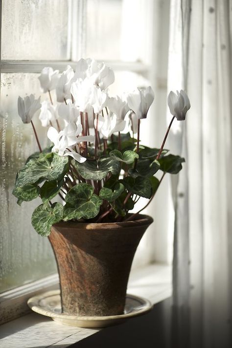 A great winter houseplant option from inside The Unexpected Houseplant by Tovah Martin. Photo credit Kindra Clineff. Growing Plants, Window Sill, Indoor Garden, Pansies, Fresh Flowers, Container Gardening, Potted Plants, Indoor Plants, Flower Power