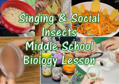 Hands On Biology Activities High School, Middle School Insect Project, Fun Biology Activities High Schools, Biology High School, Biology Activities High School, Pollination Activity, Stem Lesson Plans, School Biology, Insect Activities