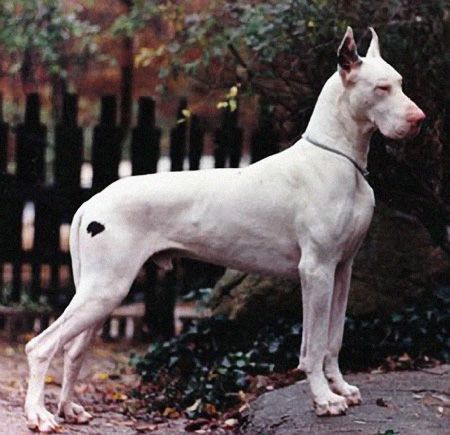 White Great Dane // BMW Avalanche Grey Great Dane, White Great Dane, Worlds Largest Dog, Merle Great Danes, Harlequin Great Danes, Hard Decision, Tallest Dog, Dane Puppies, Essay Tips