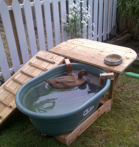 Ramp and deck built around a plastic water trough. All wood is reclaimed from shipping palettes sourced for free... Duck Habitat, Duck Pens, Backyard Ducks, Duck Coop, Raising Ducks, Deck Backyard, Pet Ducks, Duck House, Duck Pond