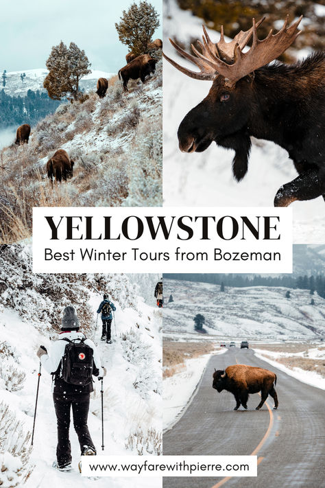 Yellowstone Winter tour from Bozeman Montana Winter In Montana, Yellowstone In Winter, Yellowstone Aesthetic, Jackson Hole Winter, Yellowstone Winter, West Yellowstone Montana, Montana Winter, Yellowstone National Park Vacation, Yellowstone Series