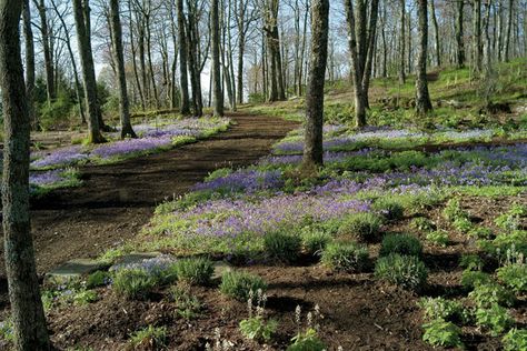 Photos: Appalachian Spring | Garden and Gun Appalachian Garden, Peace And Tranquility, Mountain Laurel, Southern Highlands, Genesis 1, Formal Gardens, Nature Preserve, Garden Club, Nature Aesthetic