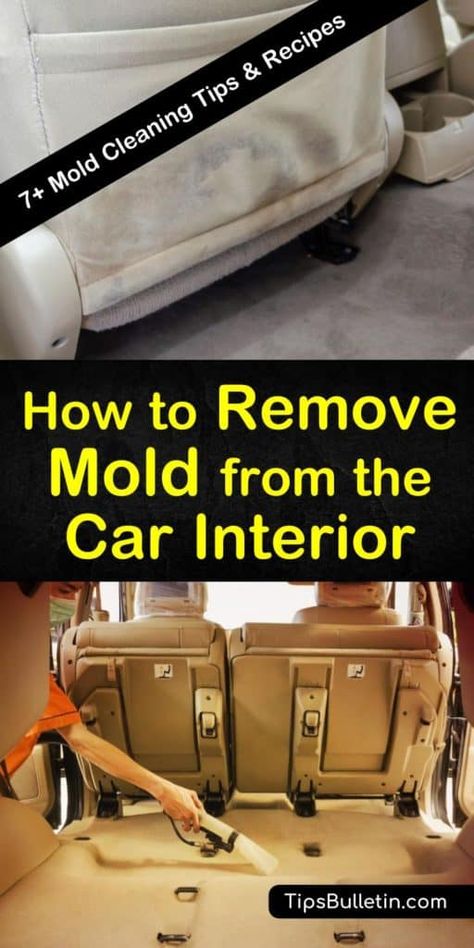 Cleaning Car Carpet, Mold Remover Fabric, How To Get Mold Out Of Fabric, How To Remove Mold From Fabric, How To Remove Mold, Cleaning Car Upholstery, Driving Basics, Car Interior Upholstery, Natural Cleaner