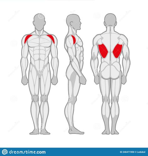 Man Anatomy Drawing, Male Muscle Anatomy, Man Silhouette, Male Muscle, Muscular Man, Man Anatomy, Muscle Anatomy, Picsart Background, Anatomy Drawing