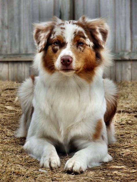 Tri Color Australian Shepherd Puppy – From the thousand pictures on the net regarding tri color australian shepherd puppy , we choices the top libraries with greatest image resolution simply for you, and this pictures is actually one of photographs collections within our best photos... tri color earrings, tri color jack russell terrier, tri color spiral pasta salad recipe, tri color welsh corgi, tri color yorkie for sale #animal #coloring #pages Australian Shepherd Colors, Red Merle Australian Shepherd, Merle Australian Shepherd, Aussie Shepherd, Australian Shepherd Puppy, Golden Retriever Mix, Aussie Puppies, Australian Shepherd Puppies, Aussie Dogs