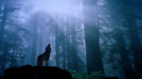 Wolf Wallpaper Album #6 - 1920x1080 Wallpaper Download - Wolf ... Wolf Cry, Dances With Wolves, Moonlight Sonata, Wallpaper 1920x1080, Wolf Wallpaper, Wolf Pictures, National Parks Trip, Grey Wolf, High Quality Wallpapers