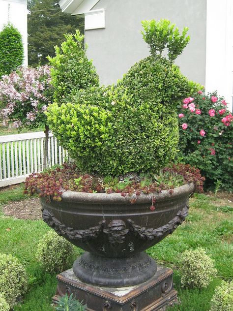 studio: boxwood topiary bird by Golly Bard, via Flickr Shaped Hedges, Topiary Shapes, Animal Topiary, Topiary Frames, Floral Sculptures, Hampton Garden, Topiary Plants, Topiary Garden, Boxwood Topiary