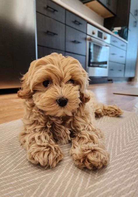 TimberCreek Puppies - Maltipoo Puppies, Multi Pooh or Malti Poo Multi-pooh Puppy, Multi Poo Puppies, Maltipoo Aesthetic, Peekapoo Dog, Puppies Maltipoo, Toy Maltipoo, Monkey Pet, Shih Poo Puppies, Shichon Puppies